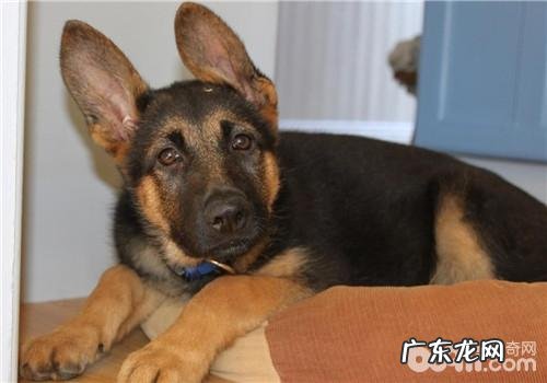 犬胃扭转的临床表现