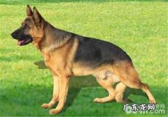 犬胃扭转的根本原因