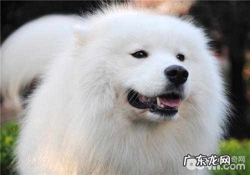 犬癫痫的临床表现