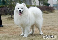 犬中署的分辨规范