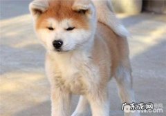 犬中署的医治标准