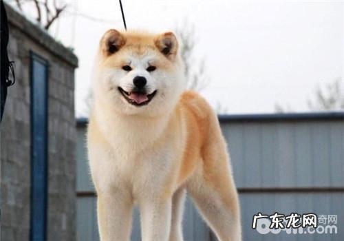 犬中暑症状及产生缘故