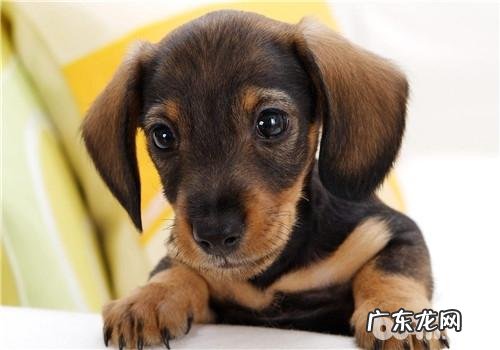 犬低血糖症的医治标准