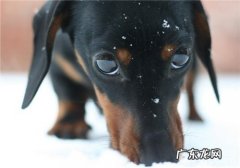 犬低血糖症的临床表现