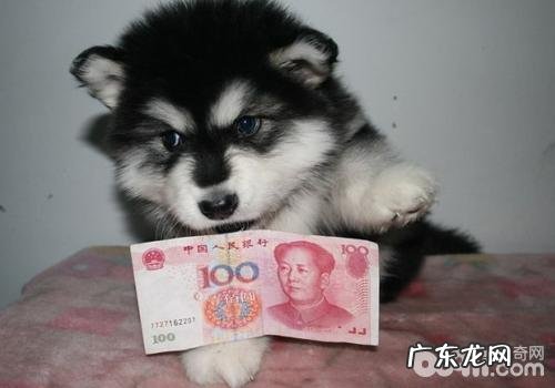 给小狗拔牙齿必须留意些哪些