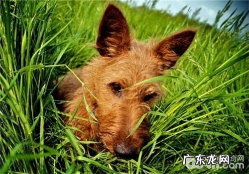 犬子宫蓄脓症的治疗方法有什么