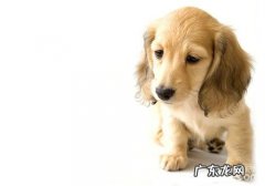 犬低血糖症的发病原因剖析