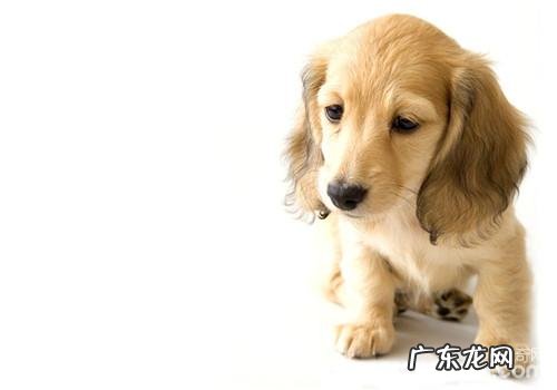 犬低血糖症的发病原因剖析