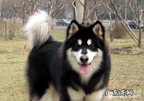 犬疥螨病的治疗方法