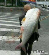 我国淡水鱼类的巨物有哪些？都是什么品种的，有多大？