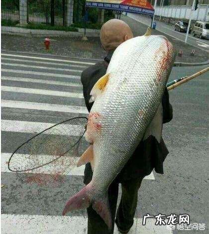 我国淡水鱼类的巨物有哪些？都是什么品种的，有多大？