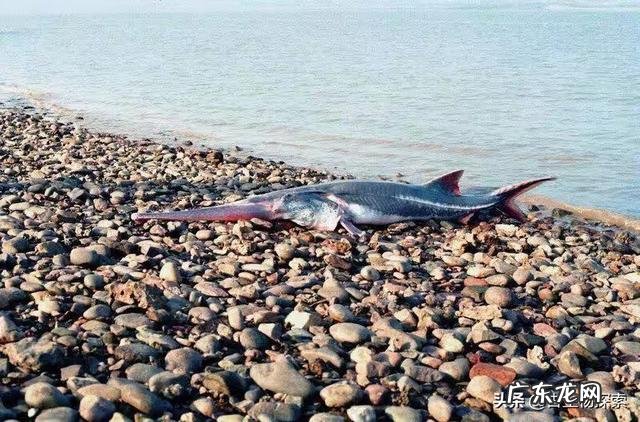 我国淡水鱼类的巨物有哪些？都是什么品种的，有多大？