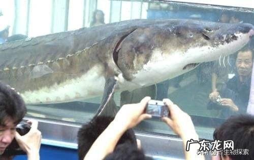 我国淡水鱼类的巨物有哪些？都是什么品种的，有多大？