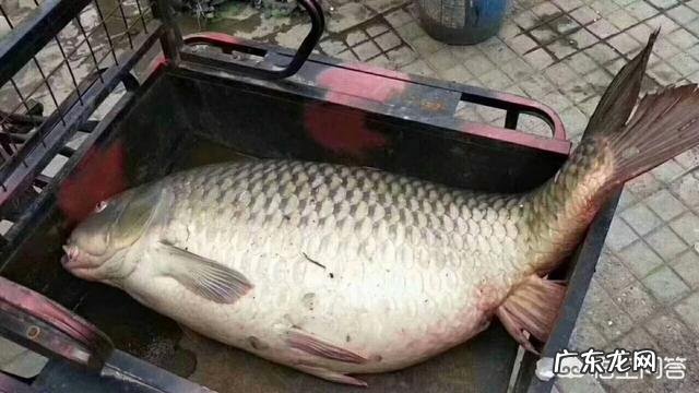 我国淡水鱼类的巨物有哪些？都是什么品种的，有多大？