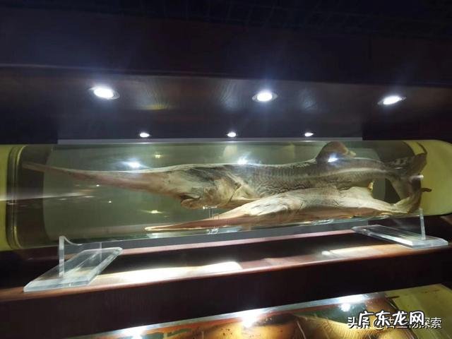 我国淡水鱼类的巨物有哪些？都是什么品种的，有多大？