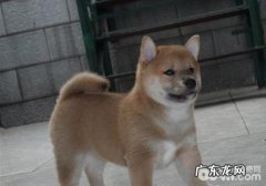 犬疥螨病的查验方式