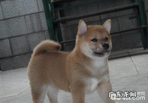 犬疥螨病的查验方式