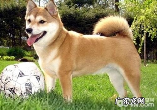 犬疥螨病的发病原因及病症