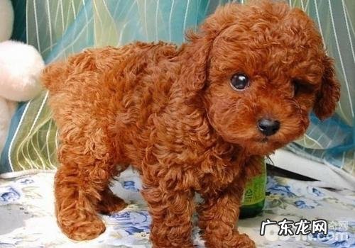 造成狗狗脐疝的缘故