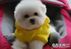 犬肠套叠的发病原因