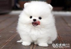 犬肛门口囊炎的治疗方法