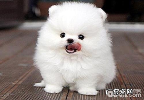 犬肛门口囊炎的治疗方法