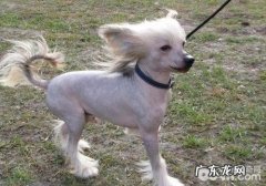 犬肛门口囊炎的发病原因及病症