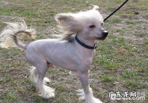 犬肛门口囊炎的发病原因及病症