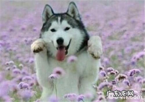 犬乳腺炎的治疗方法