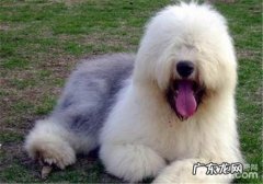 犬心肌炎的症状表现