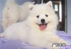 犬感染性结肠炎的临床表现