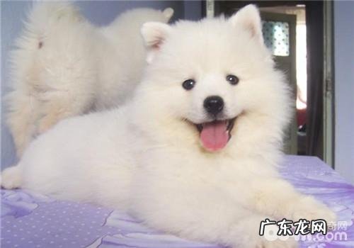 犬感染性结肠炎的临床表现