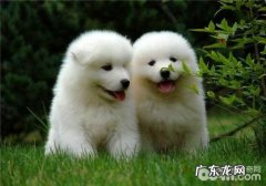 母狗乳汁分泌不够的医治关键点