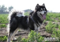 小狗生完孩子癫痫病的确诊及医治