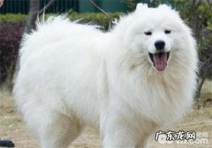 母狗产后无奶的预防关键点