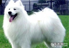 母狗产后无奶的根本原因