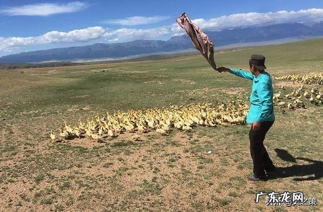前几天新闻说巴铁兄弟被蝗虫侵袭,现在怎么样了