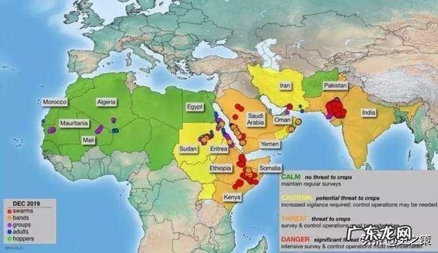 前几天新闻说巴铁兄弟被蝗虫侵袭,现在怎么样了