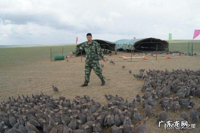 前几天新闻说巴铁兄弟被蝗虫侵袭,现在怎么样了