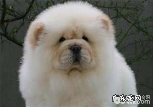 犬眼睑内翻的临床表现