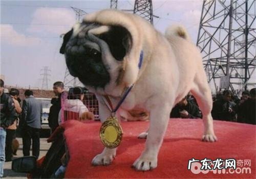 犬椎间盘电脑键盘突显的关键发病原因有什么