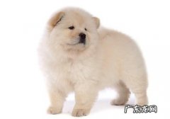 造成犬眼睑内翻的三大缘故