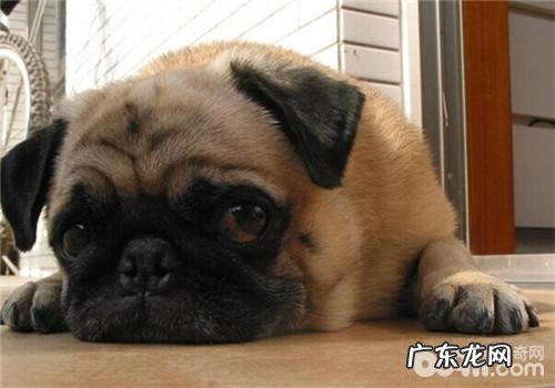 犬心丝虫病的防止