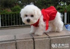 犬心丝虫病的医治