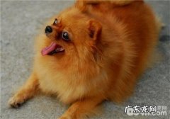 什么是犬心丝虫病