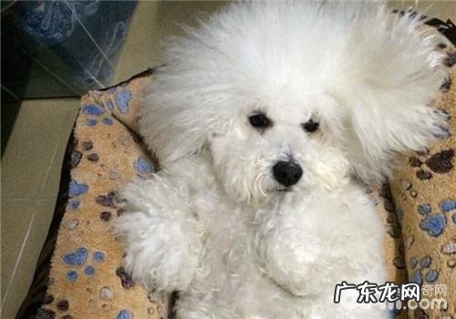 犬腹膜炎的发病原因剖析