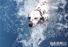 犬螨虫病的确诊关键点