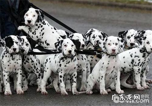 犬螨虫病的临床表现