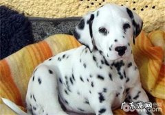 犬食道梗阻的病发原理