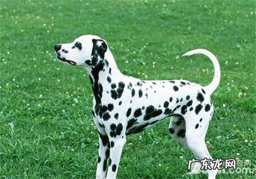 犬食道梗阻的临床表现